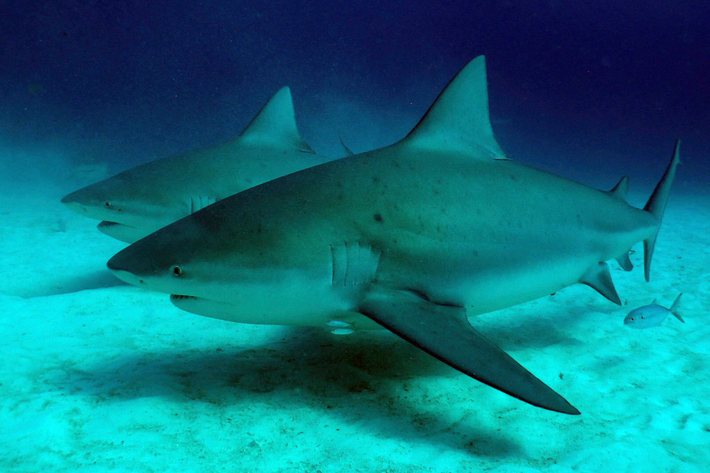 Deux requins-bouledogues capturés lors d'une excursion de Triton Diving dans les eaux claires du Mexique.