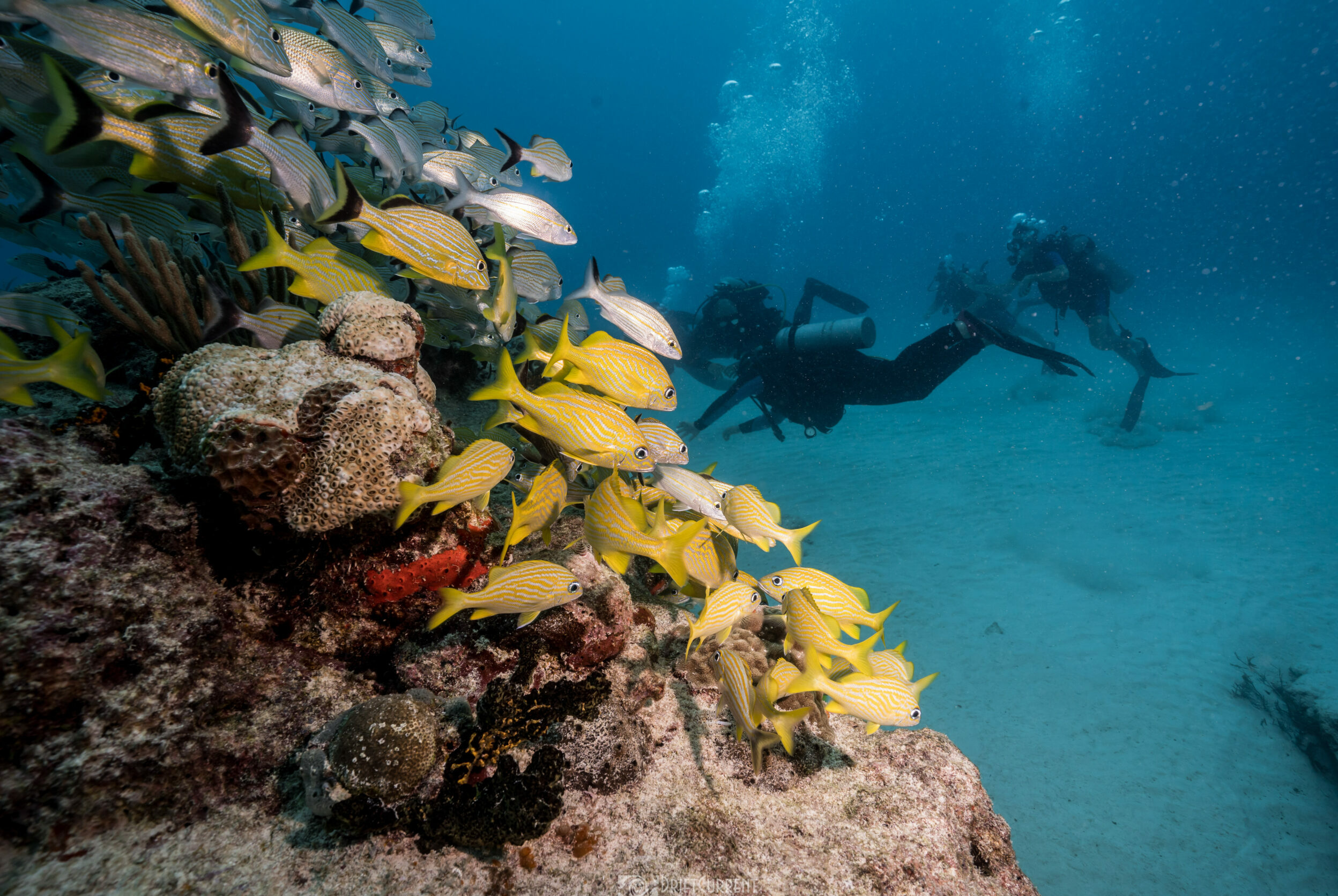 Plongeurs nageant avec une école de poissons Grunt jaunes lors d'un voyage de plongée Triton à Playa del Carmen