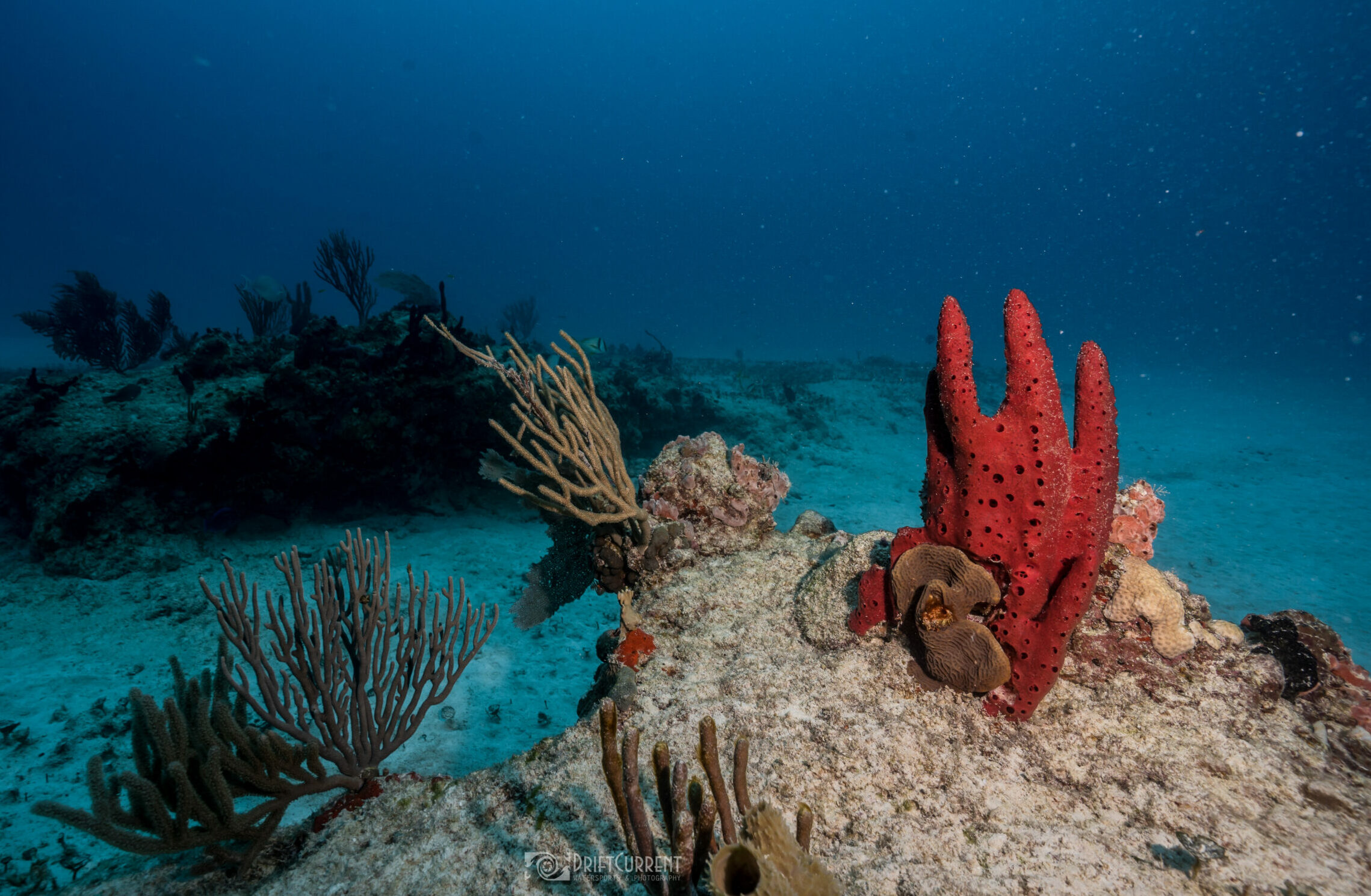 Éponge de mer rouge se démarquant dans un paysage de récif corallien lors d'une excursion Triton Diving à Playa del Carmen