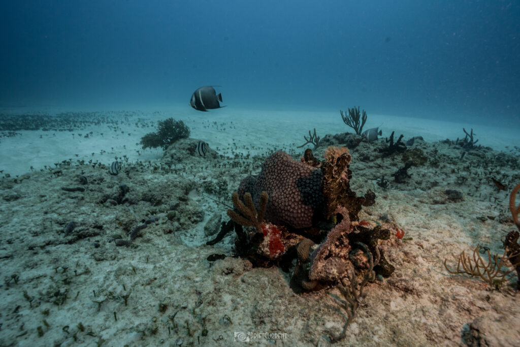 Angel fish gliding past sea sponges and corals at the Jardines dive site with Triton Diving in Playa del Carmen