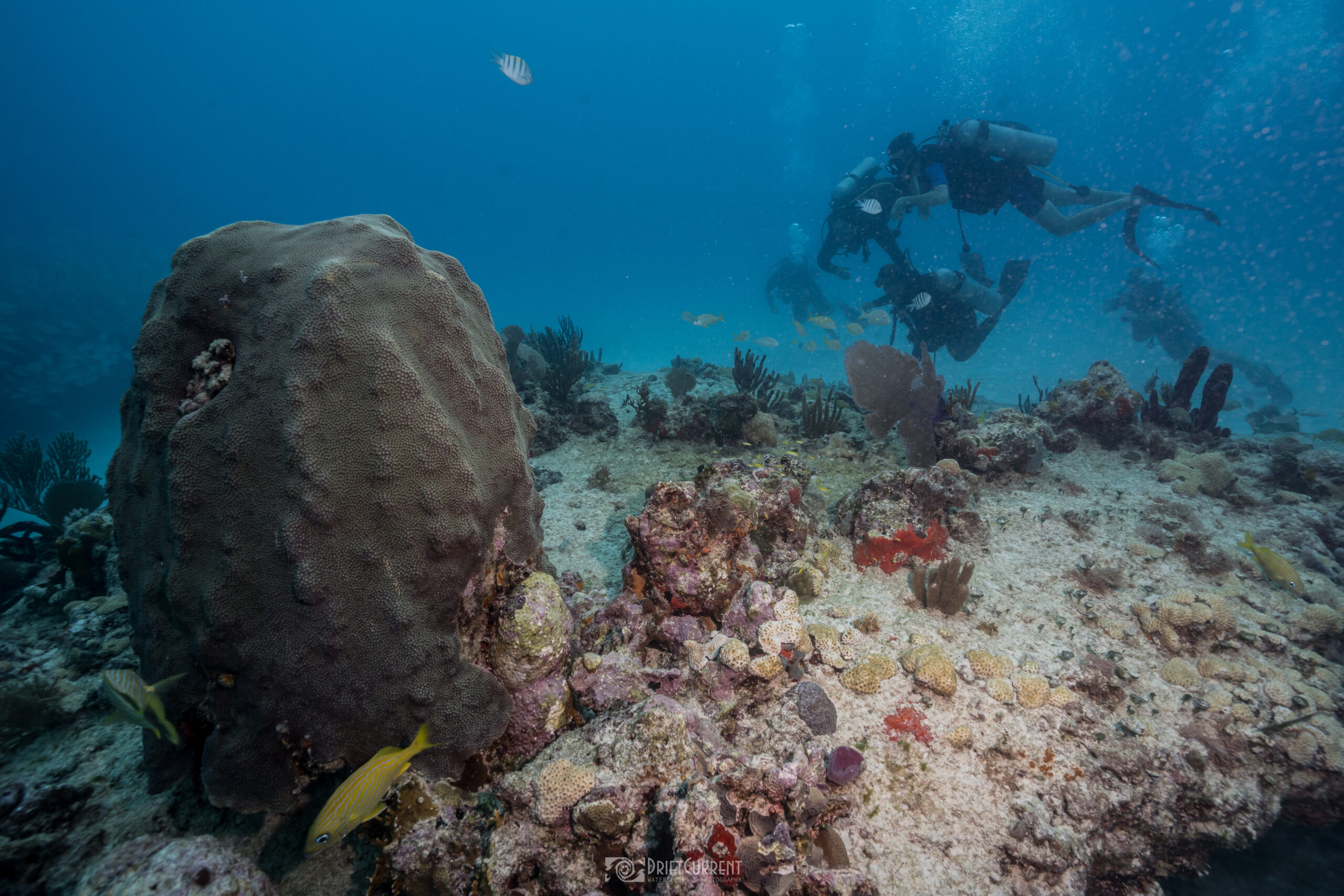 Des plongeurs avec Triton Diving explorent une éponge de mer des Caraïbes parmi les récifs coralliens vibrants de Playa del Carmen