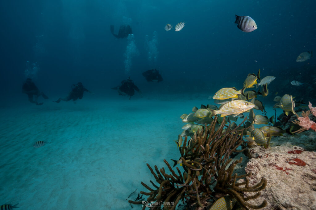 Divers during a baptismal dive with Triton Diving at Playa's Cueva del Pargo surrounded by yellow striped grunts