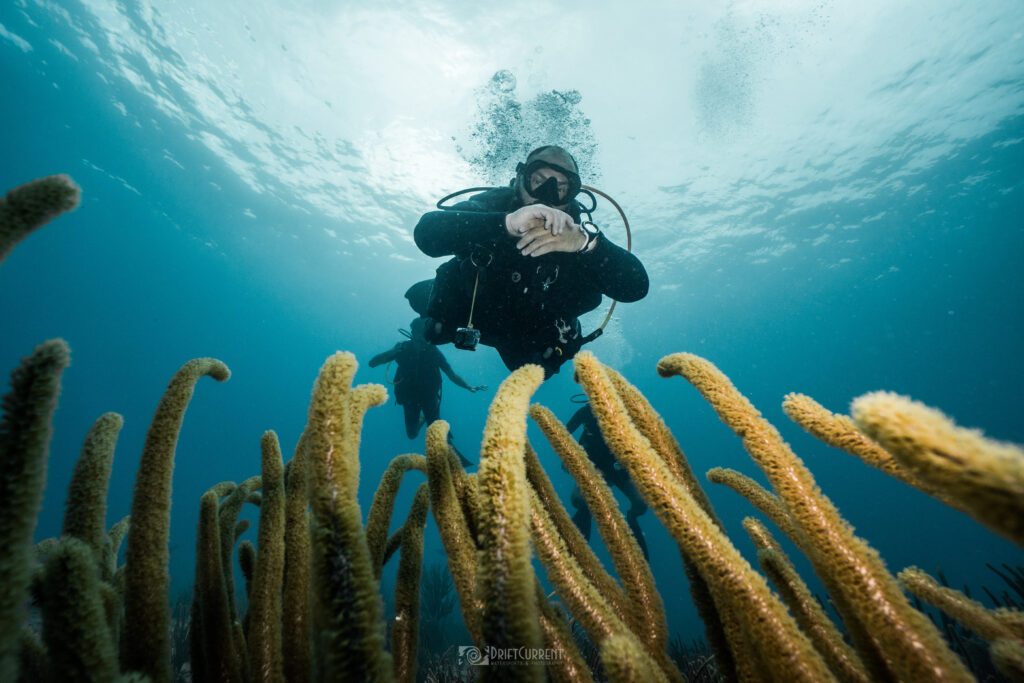 Triton Diving plongée à Playa del Carmen