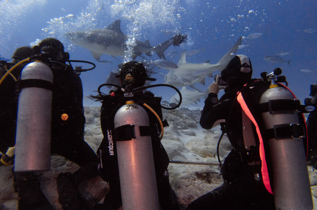 Plongeurs de Triton Diving immergés dans une session palpitante de nourrissage de requins à Shark Point, Playa del Carmen