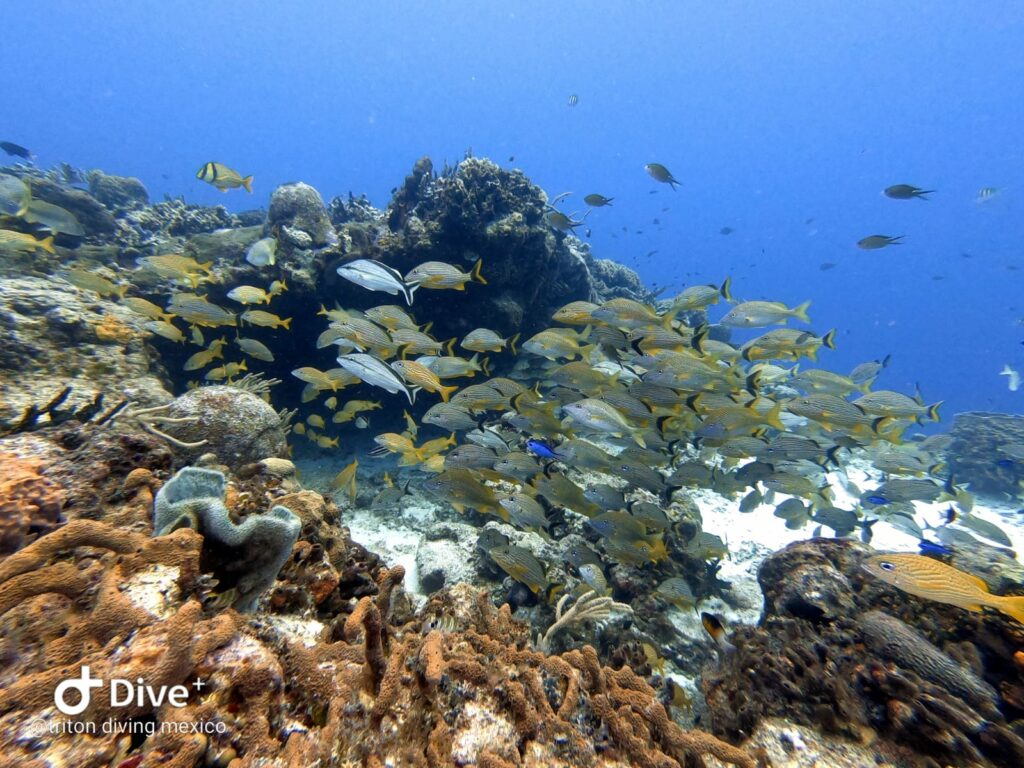 Un banc dynamique de poissons grogneurs nageant près des formations coralliennes à Cozumel, capturé lors de l'éco-tour de Triton Diving