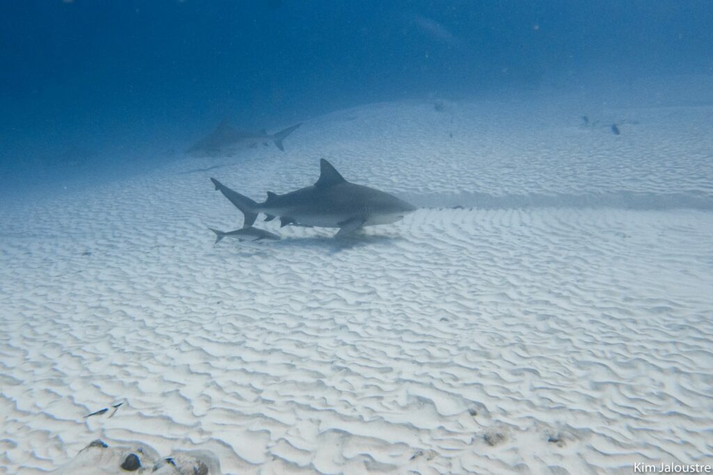 Bull shark over the rippled sand in Playa del Carmen