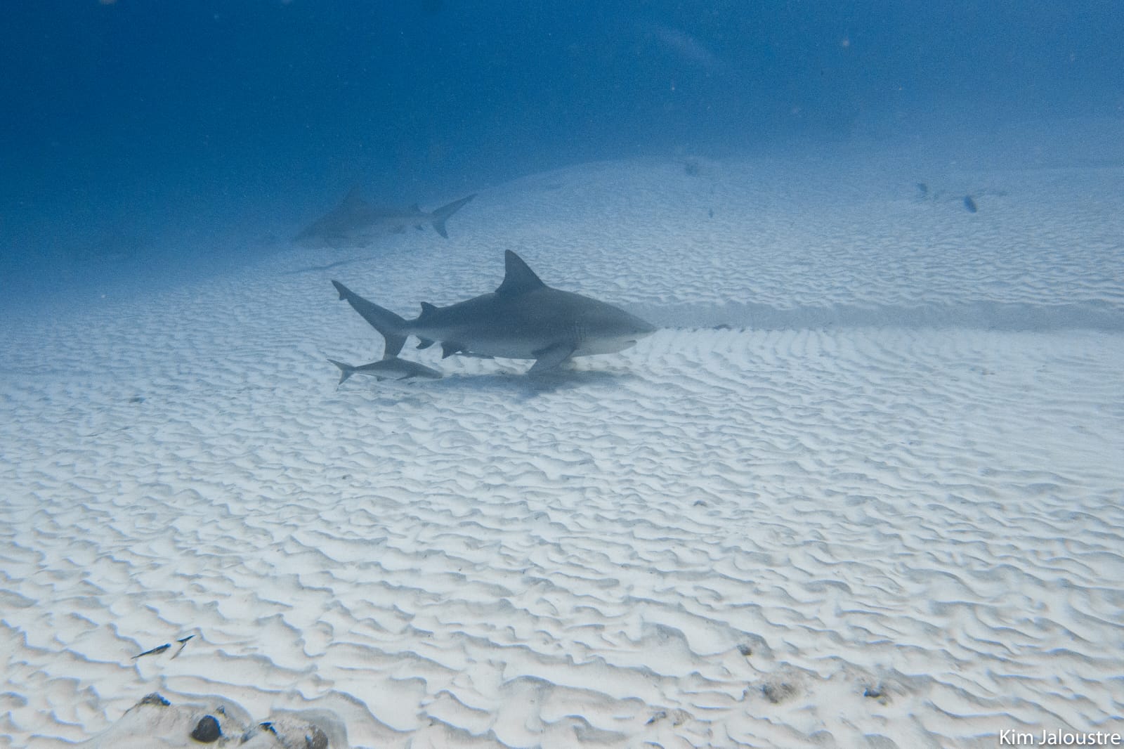 Triton Diving présente une scène sous-marine sereine avec deux requins bouledogues survolant le sable ondulé à Playa del Carmen