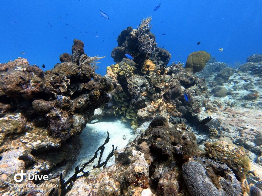 Scène de récif de Yucab à Cozumel remplie de coraux et de poissons grogneurs, capturée par les aventuriers de Triton Diving