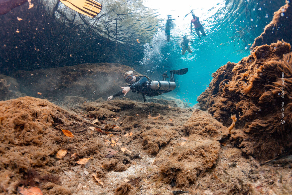 Plongeur de Triton Diving explore le fond chargé de limon du paysage diversifié de Casa Cenote