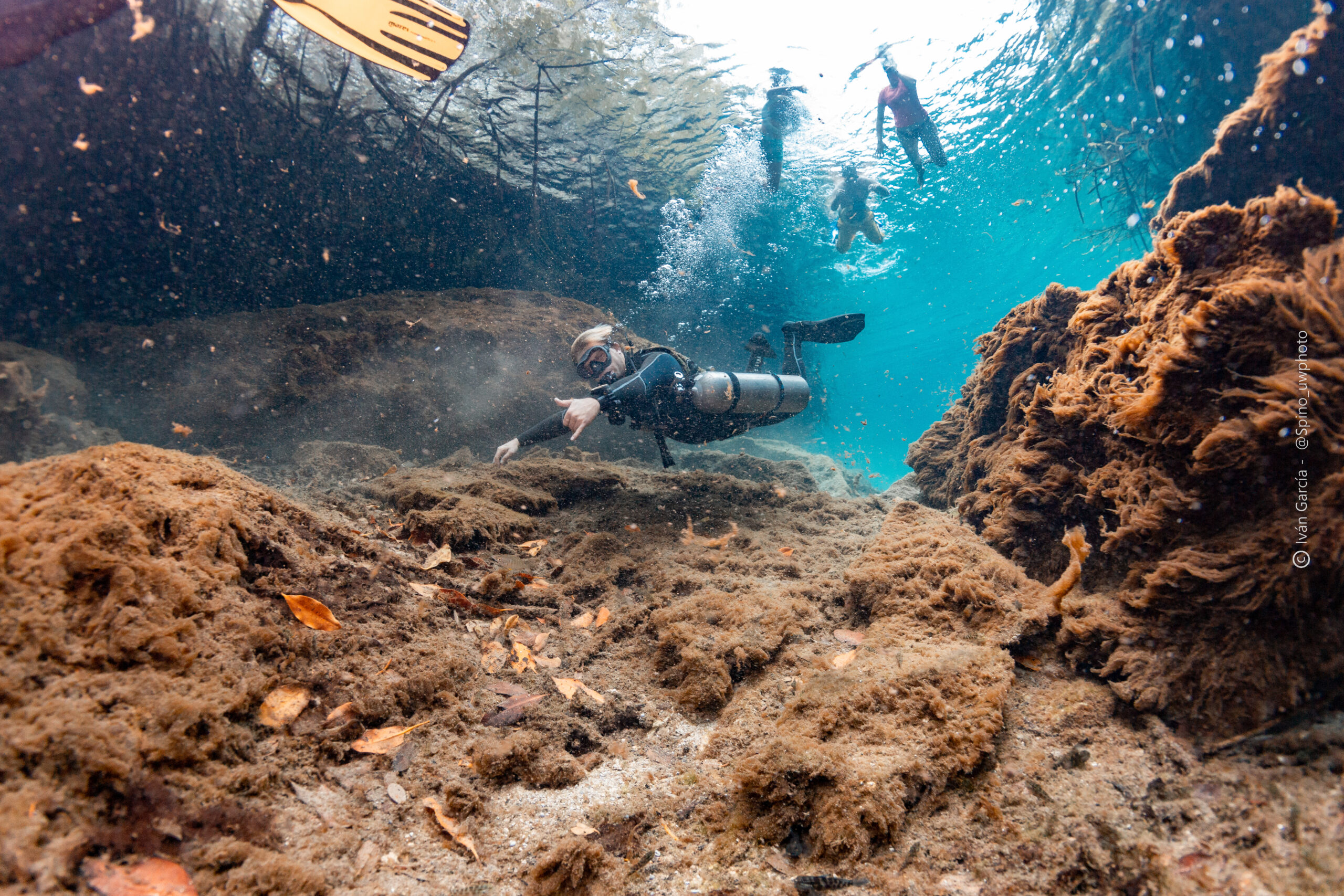 Diver from Triton Diving explores the silt-laden floor of Casa Cenote's diverse landscape