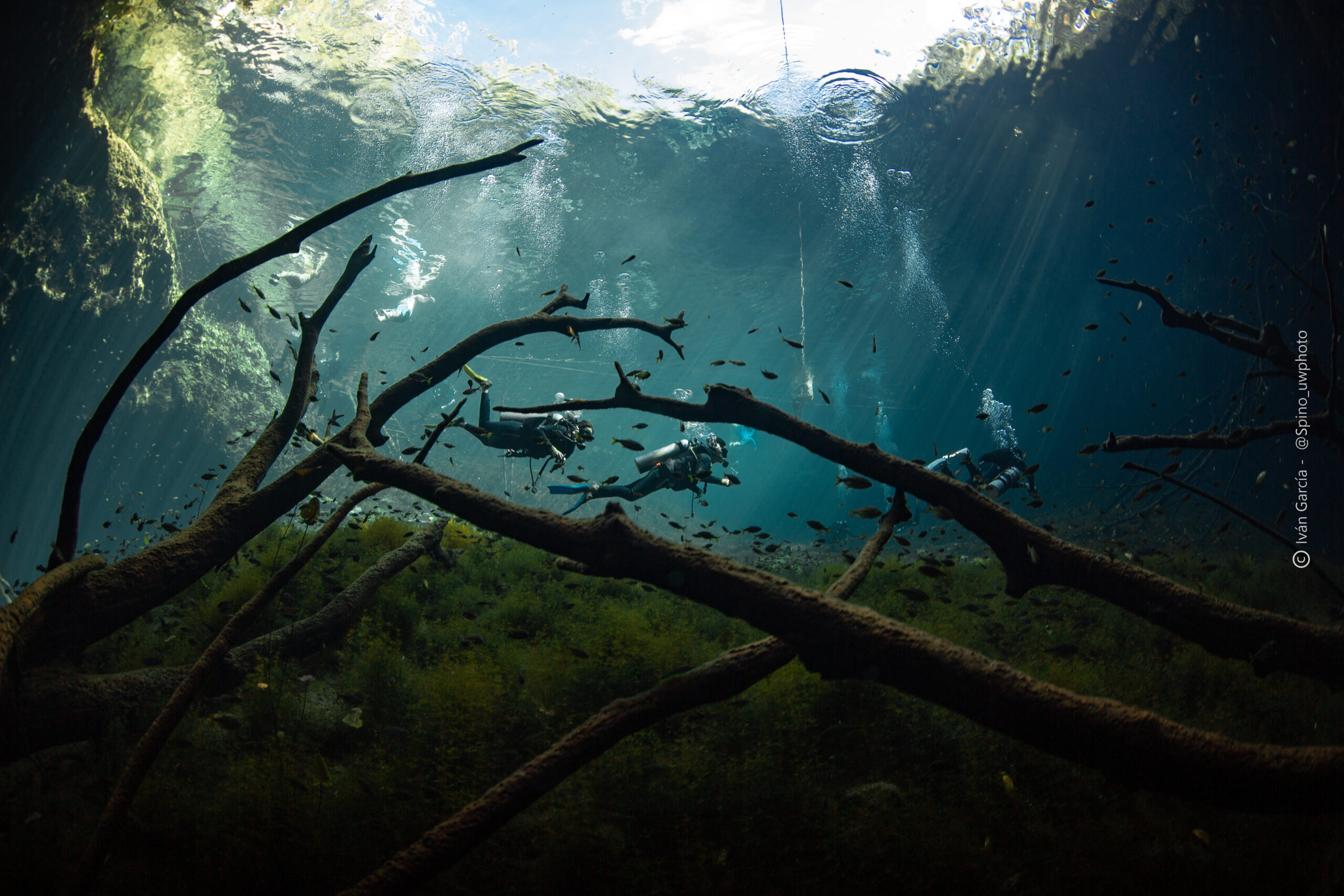 Les aventuriers de Triton Diving glissent à travers les eaux sereines du Cénote Car Wash, encadrés par des branches tortueuses