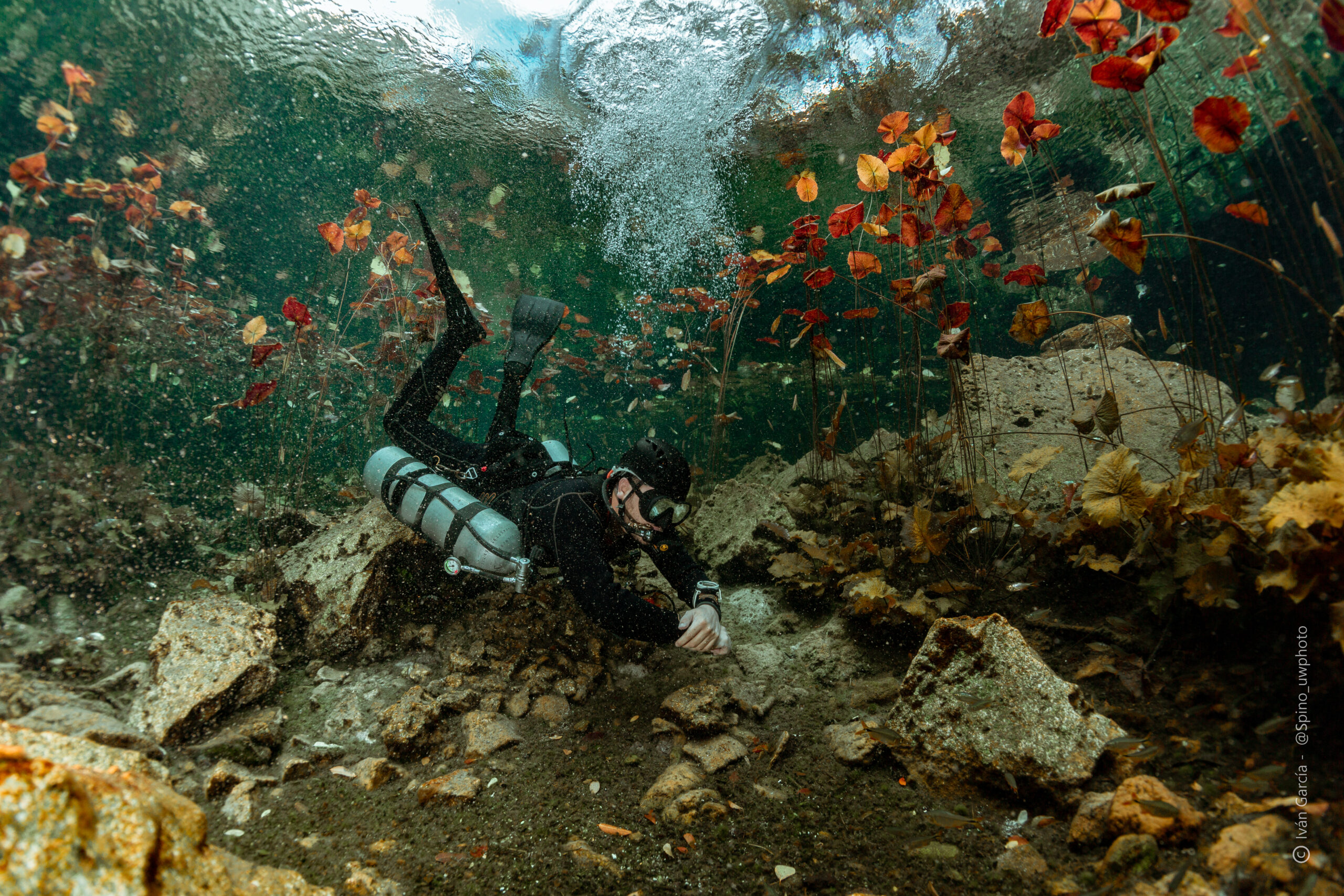 Passionné de Triton Diving au milieu d'un ballet sous-marin de feuilles d'automne dans les eaux cristallines du Cenote Nicte Ha