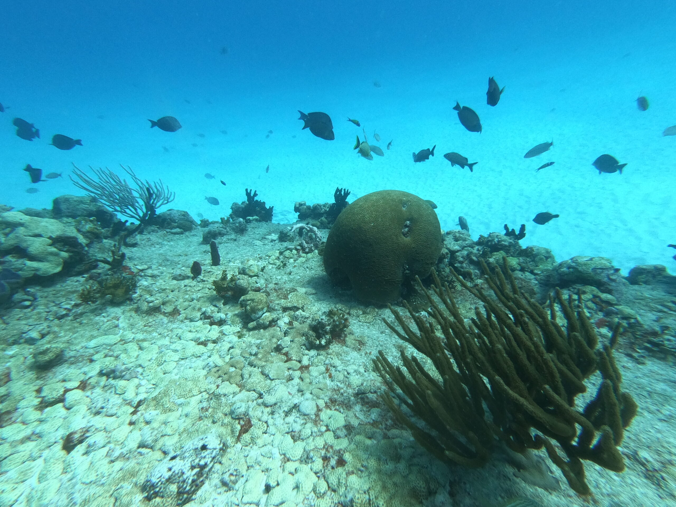 Des poissons chirurgiens nagent près du corail cerveau à Moc-Che, Playa del Carmen, surveillé par Triton Diving
