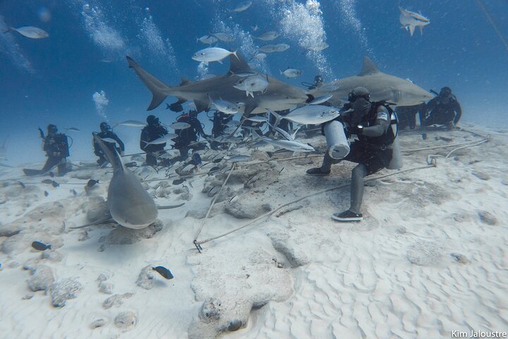Expérience Triton Diving au Shark Point, Playa del Carmen, mettant en vedette un événement d'alimentation de requin-bouledogue avec des plongeurs rassemblés en arrière-plan