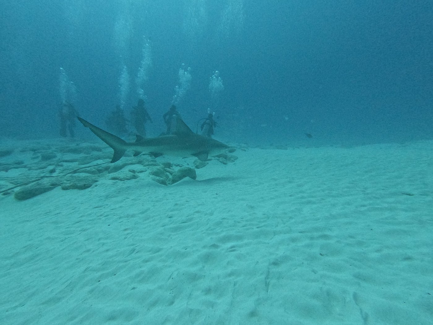 Groupe de Triton Diving observant la glisse gracieuse d'un requin-bouledogue au-dessus du fond sablonneux du Shark Point de Playa del Carmen