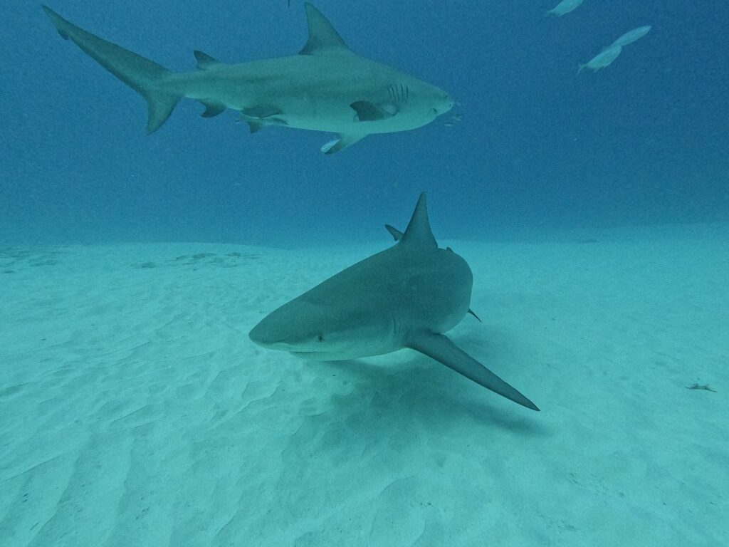 Close-up of a bull shark during a Triton Diving dive at Shark Point, Playa del Carmen