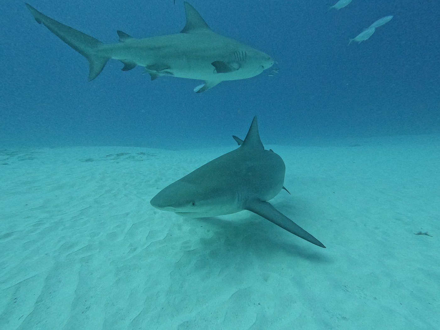 Aventure Triton Diving capturant de près un requin-bouledogue à Shark Point à Playa del Carmen