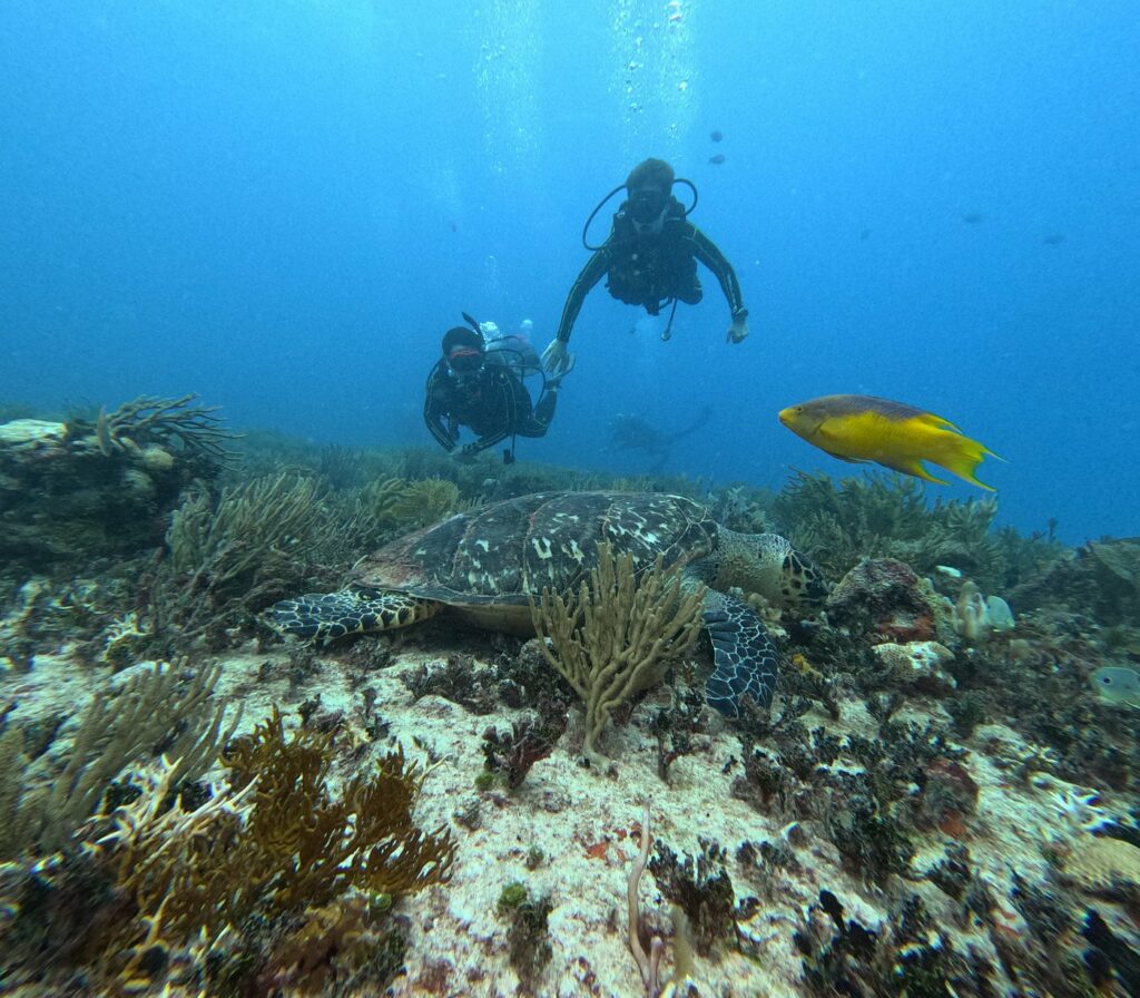 Triton Diving: Divers observing a Hawksbill turtle amidst the coral reefs of Playa del Carmen's Shangri-La