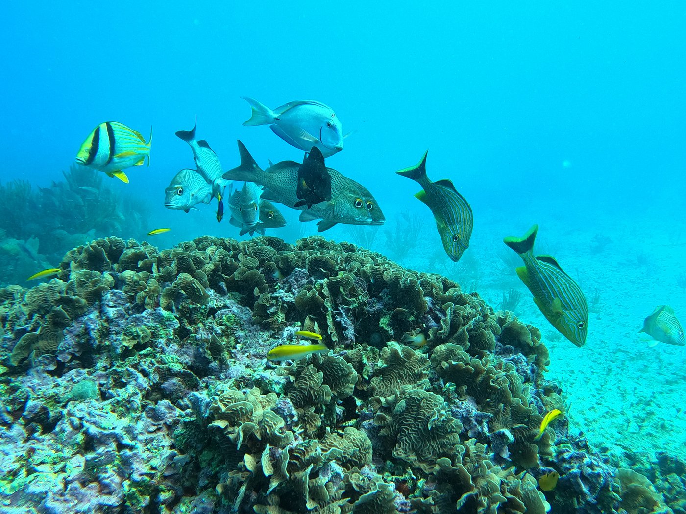 Banc de poissons grogneurs César nageant au-dessus du récif corallien à Cueva del Pargo avec Triton Diving