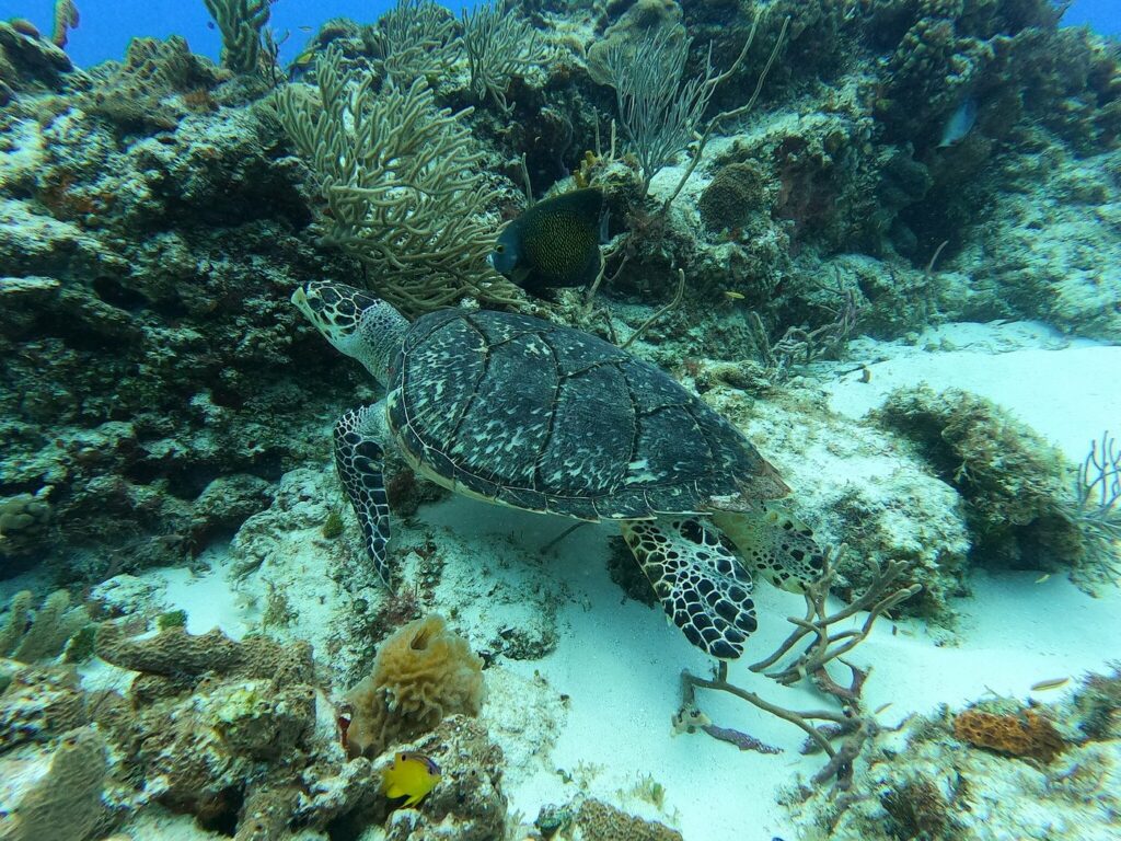 Tortue imbriquée nageant près des récifs coralliens à Playa Chun-Zumbul avec Triton Diving
