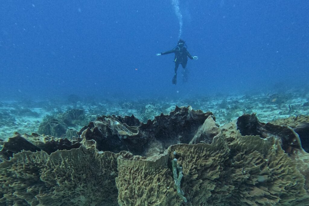 Plongeur de Triton Diving en remontée au-dessus d'un récif corallien à Playa del Carmen.