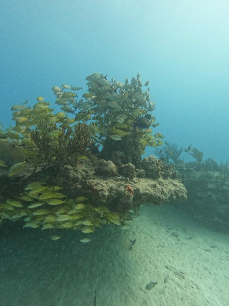 Banc de poissons jaunes en essaim autour d'un récif corallien dans les eaux claires de la mer des Caraïbes avec les services de 'Triton Diving'.