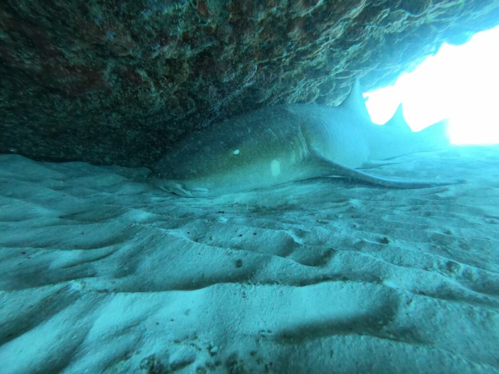 Rencontre sereine de Triton Diving avec un requin-nourrice au repos sous une corniche illuminée par le soleil dans la mer des Caraïbes.