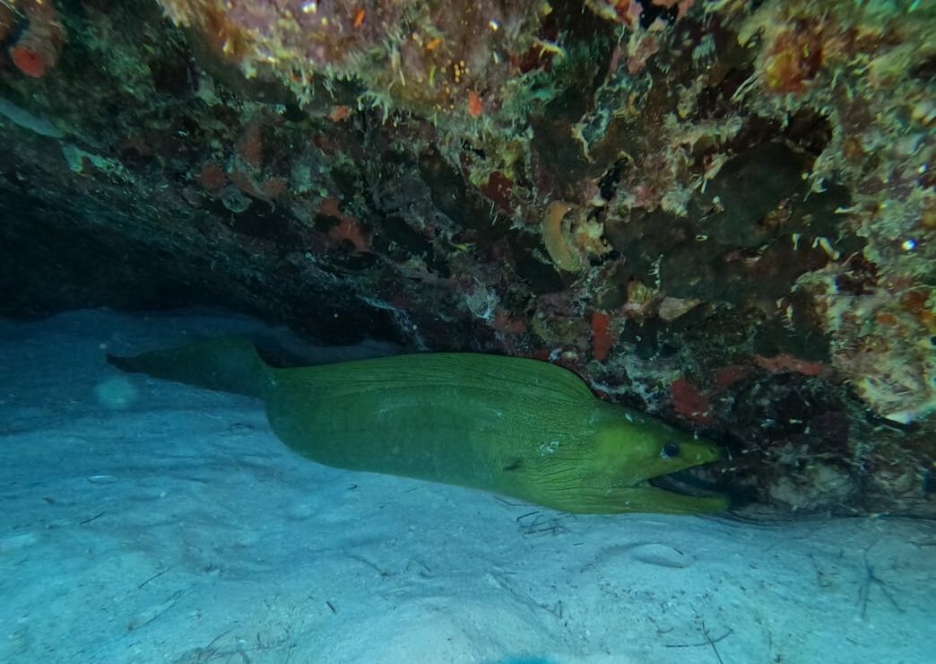 Rencontre avec Triton Diving et une murène verte furtive lové dans une grotte rocheuse sous-marine à Cozumel.