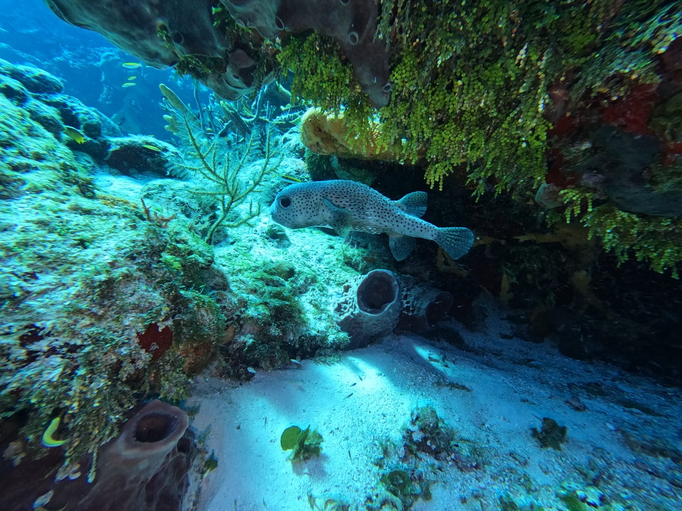 Expérience de Triton Diving capturant un poisson tacheté au milieu d'un paysage de récifs coralliens
