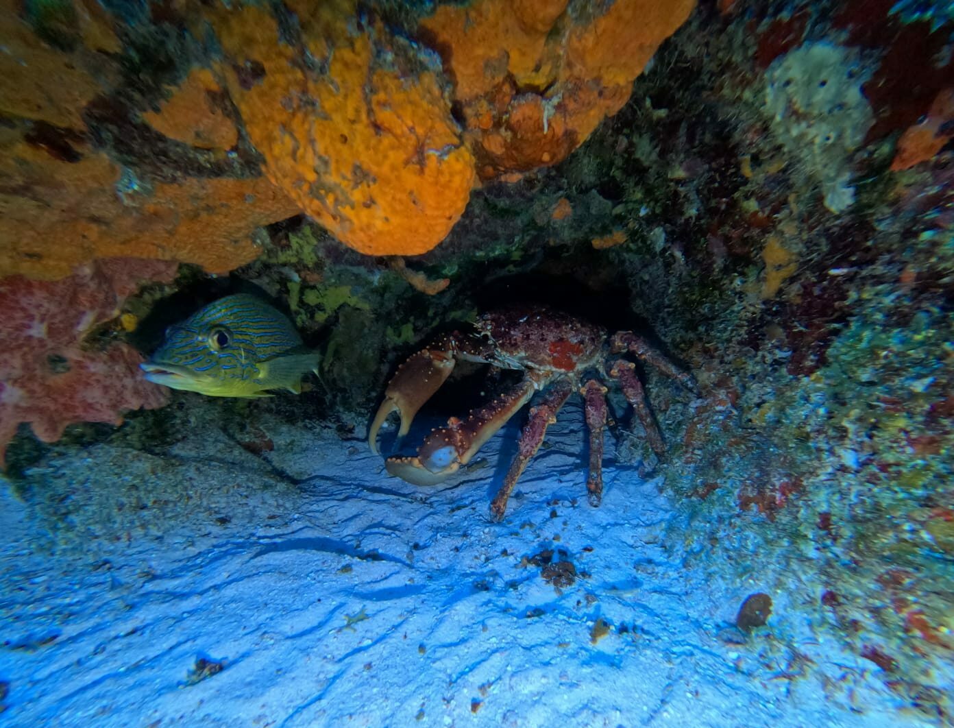 Aventure Triton Diving dévoilant un crabe coloré dans son habitat naturel, accompagné d'un poisson dans les crevasses du récif corallien de Cozumel.