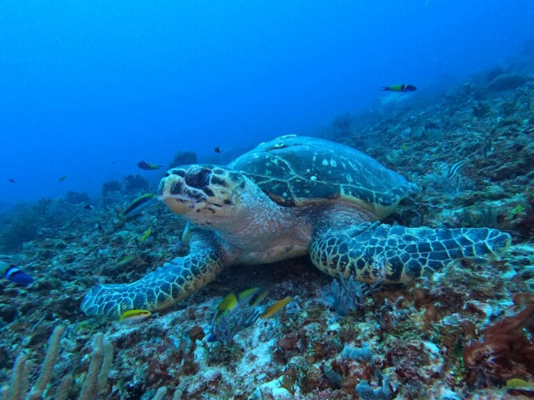 Tortues dans les eaux de Cozumel
