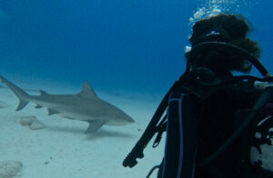 requin bouledogues