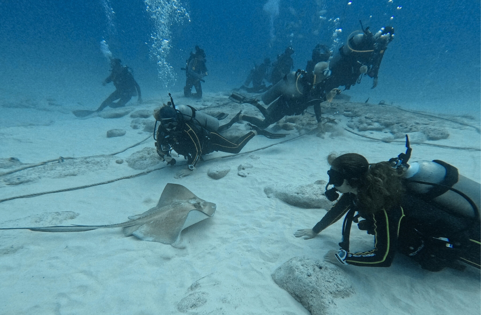 Diving with bull sharks in Playa del Carmen : Guide 2025