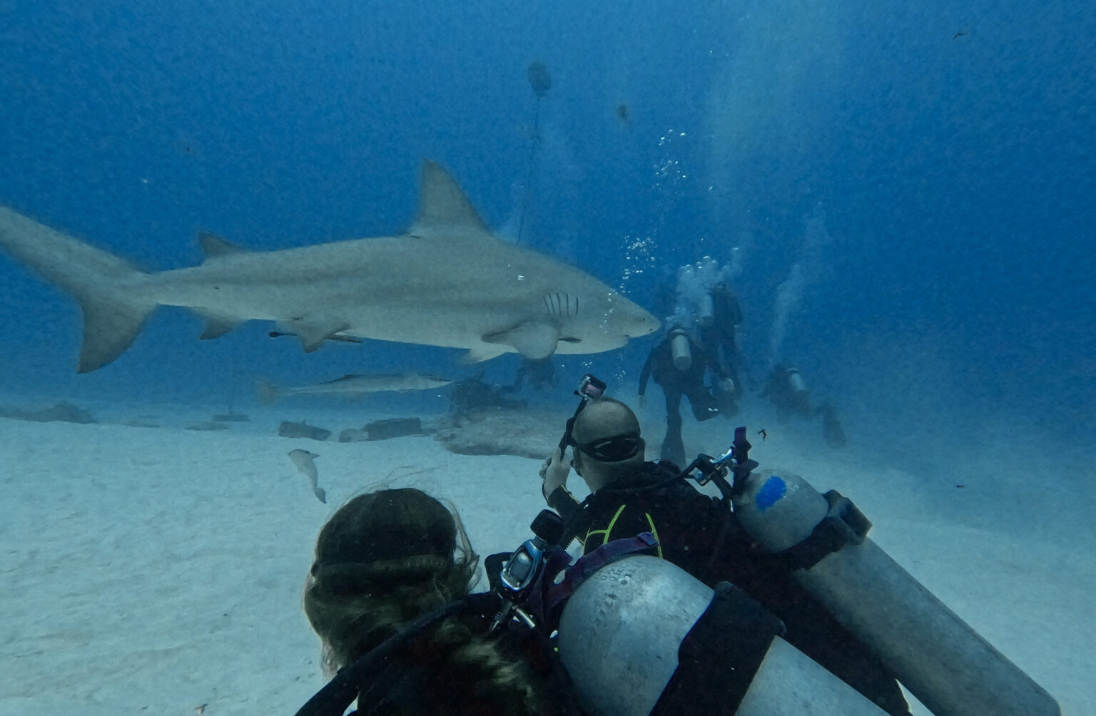Diving with bull sharks in Playa del Carmen : Guide 2025