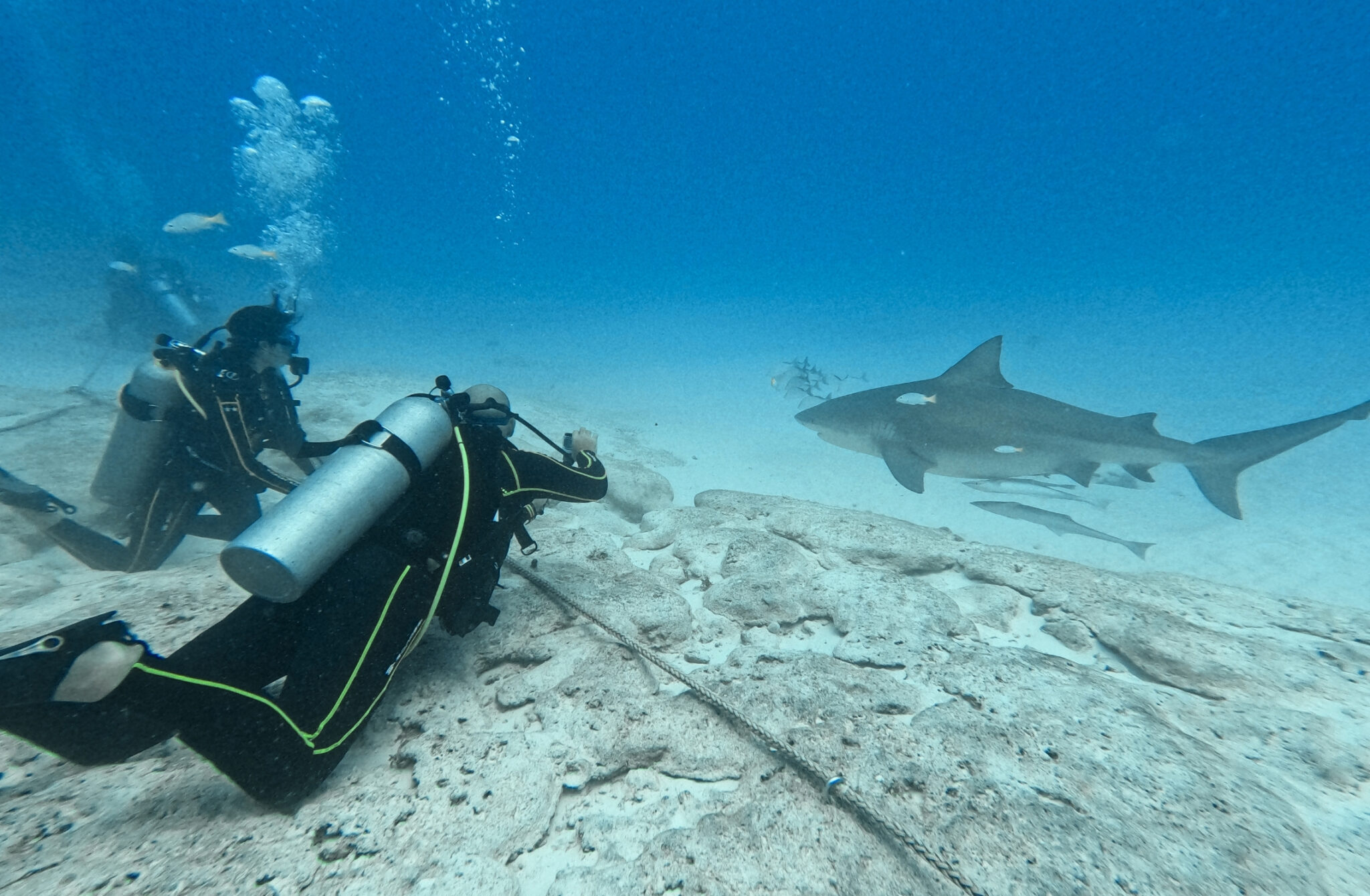 Diving with bull sharks in Playa del Carmen : Guide 2025