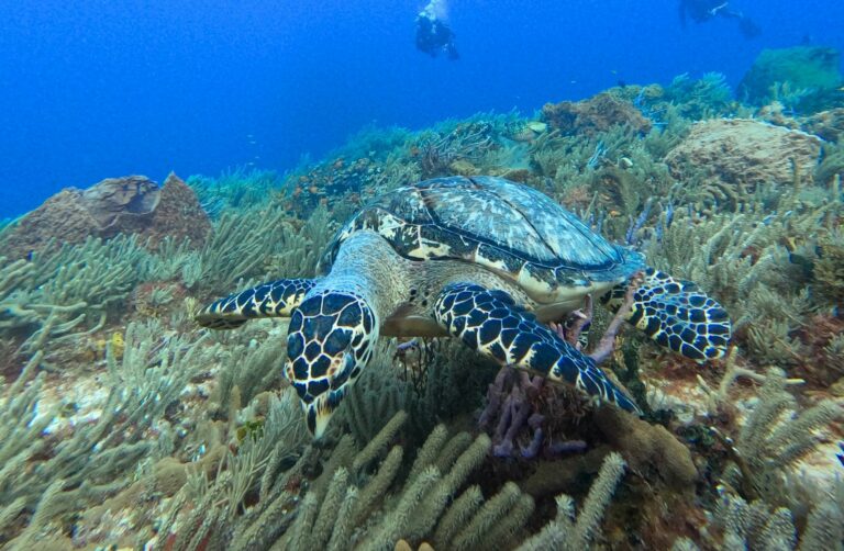 Tortue de mer sur le récif, avec des plongeurs au loin