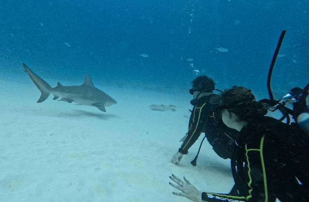 Divers kneeling on the sand watching a bull shark swim by