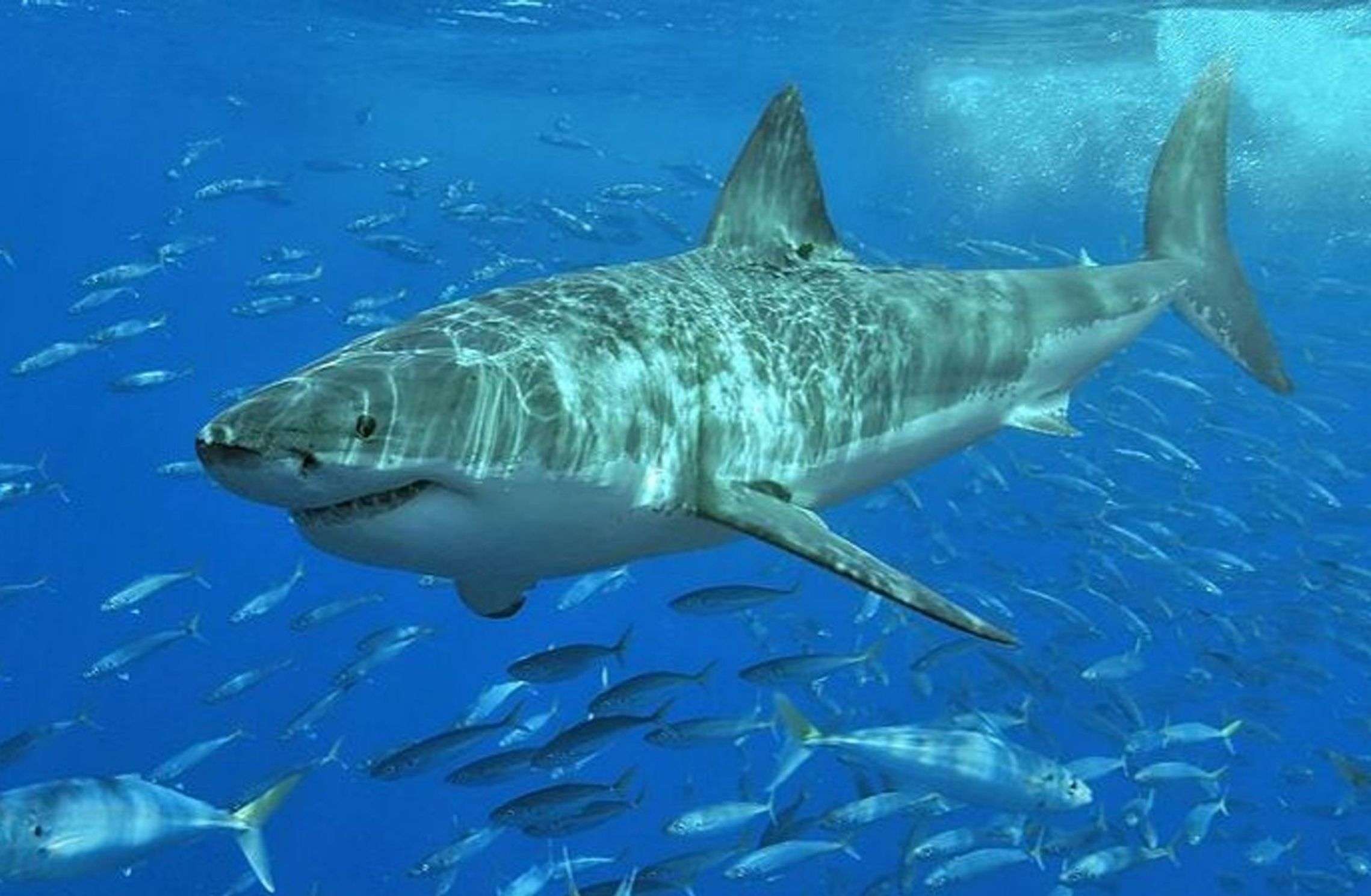 Great white shark surrounded by small fish