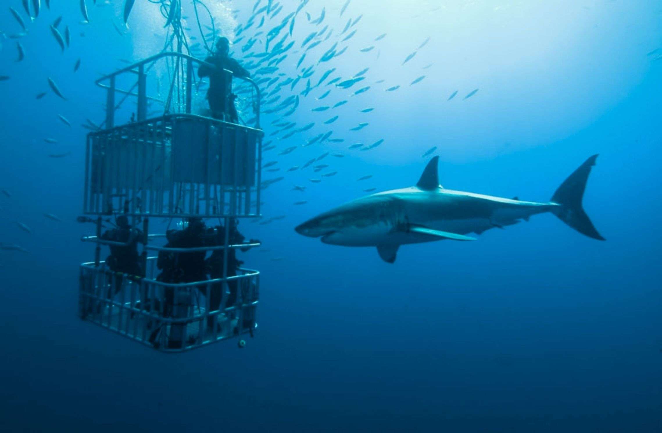 Diving cage with divers facing a great white shark