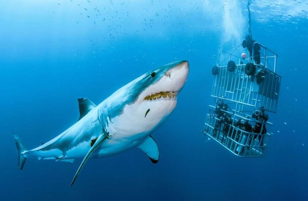 Great white shark with its mouth open near a diving cage
