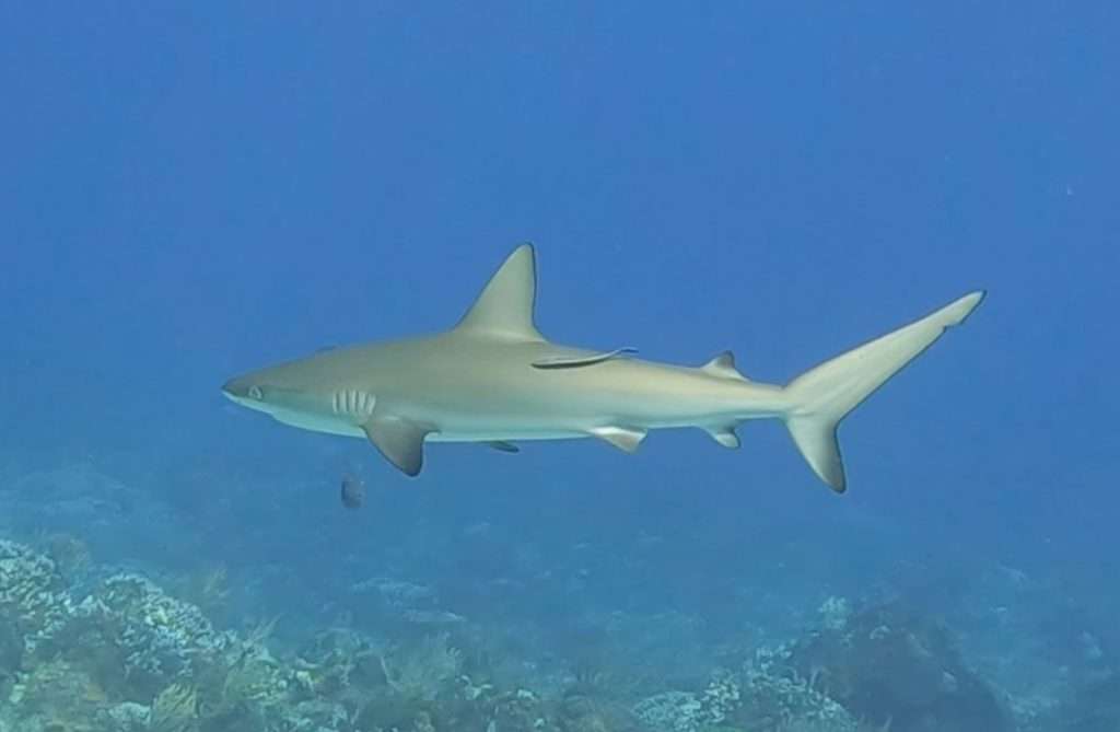 Caribbean reef shark swimming over the reef