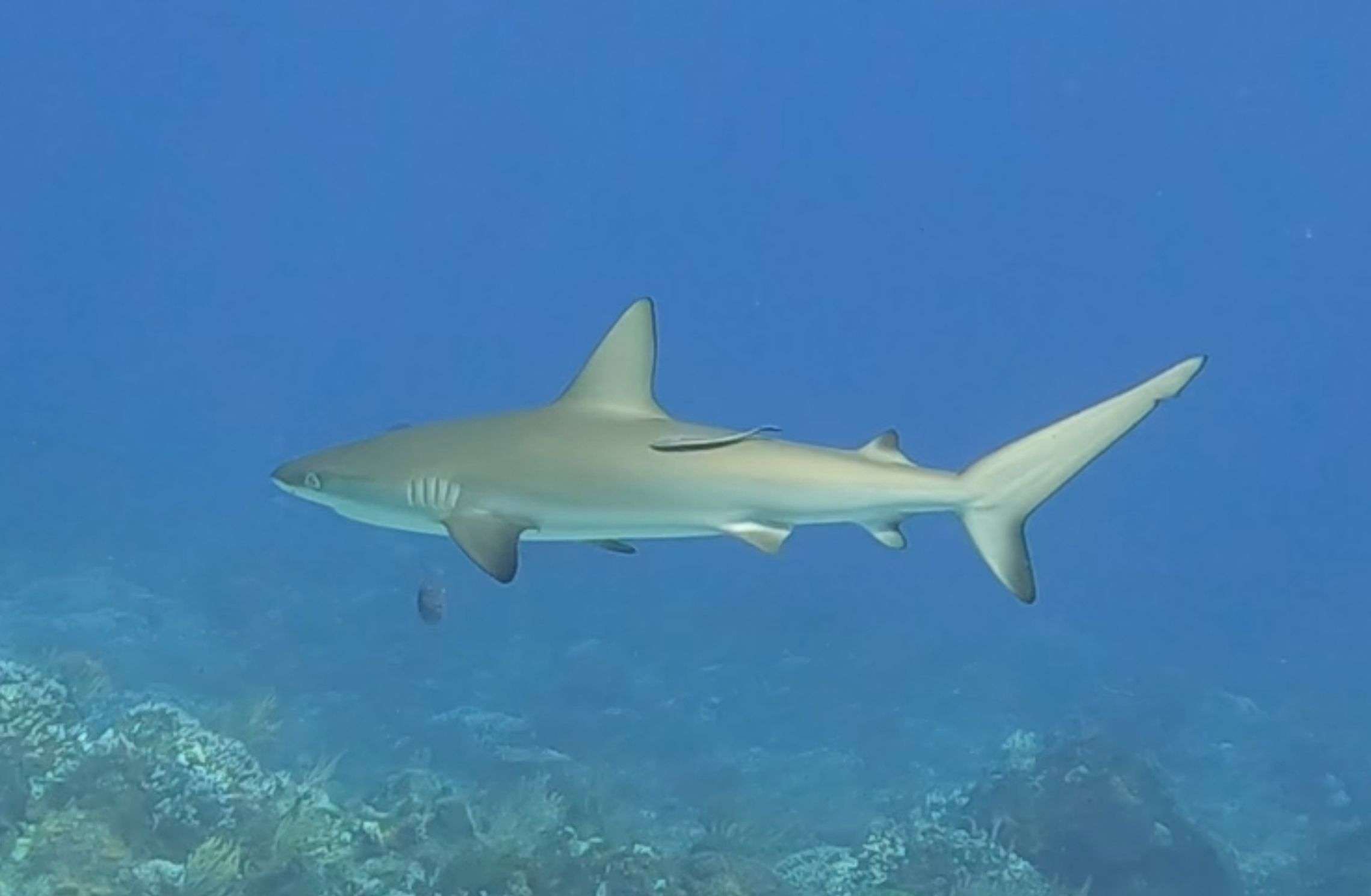 Caribbean reef shark swimming over the reef