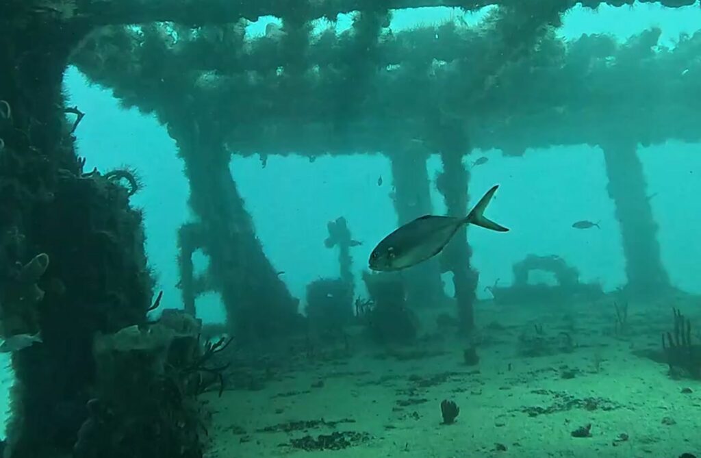 Poisson qui nage dans l'épave C-56, à Puerto Morelos