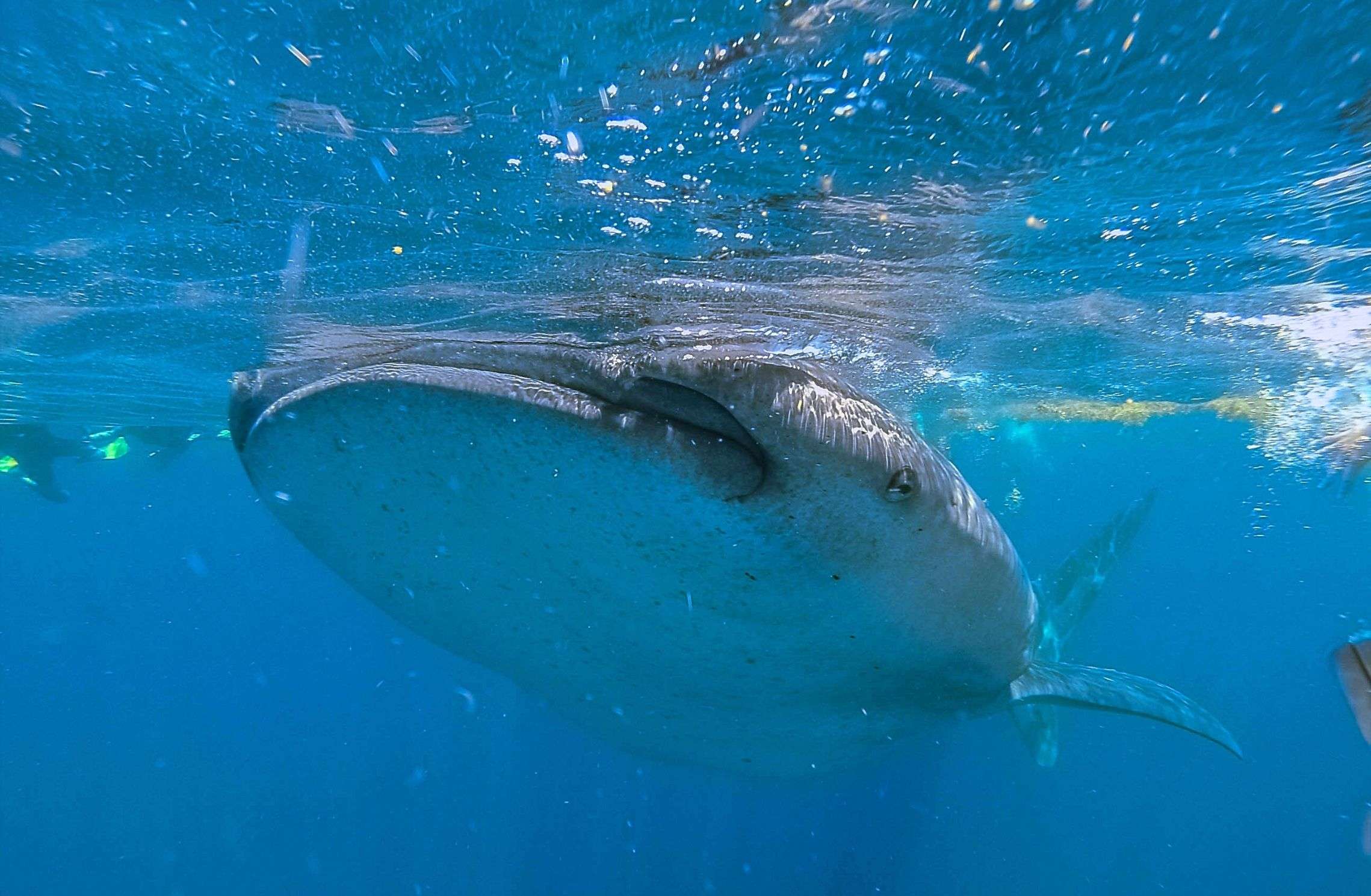 Whale shark seen head-on below the surface