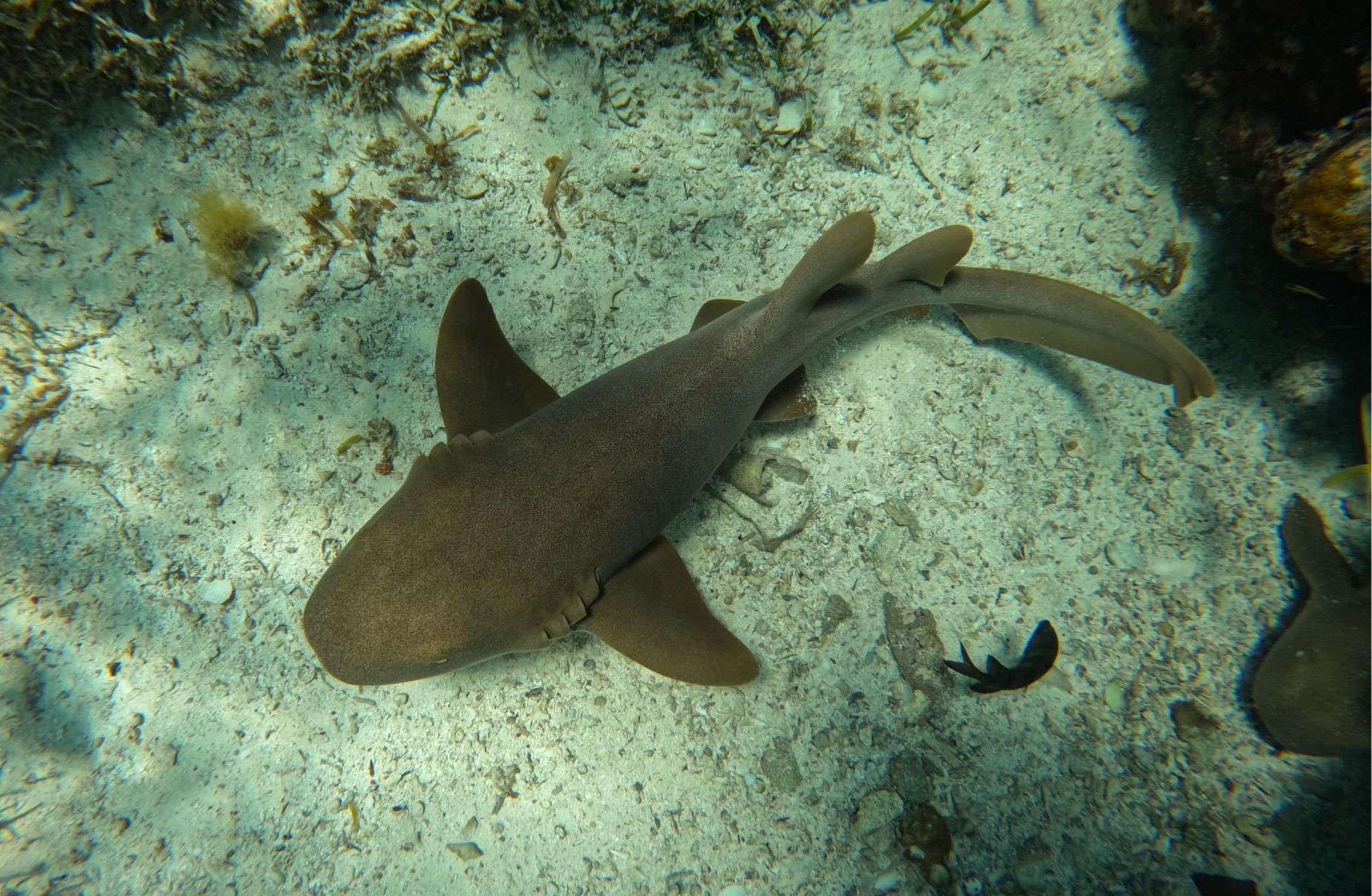 Nurse shark swimming over the sand