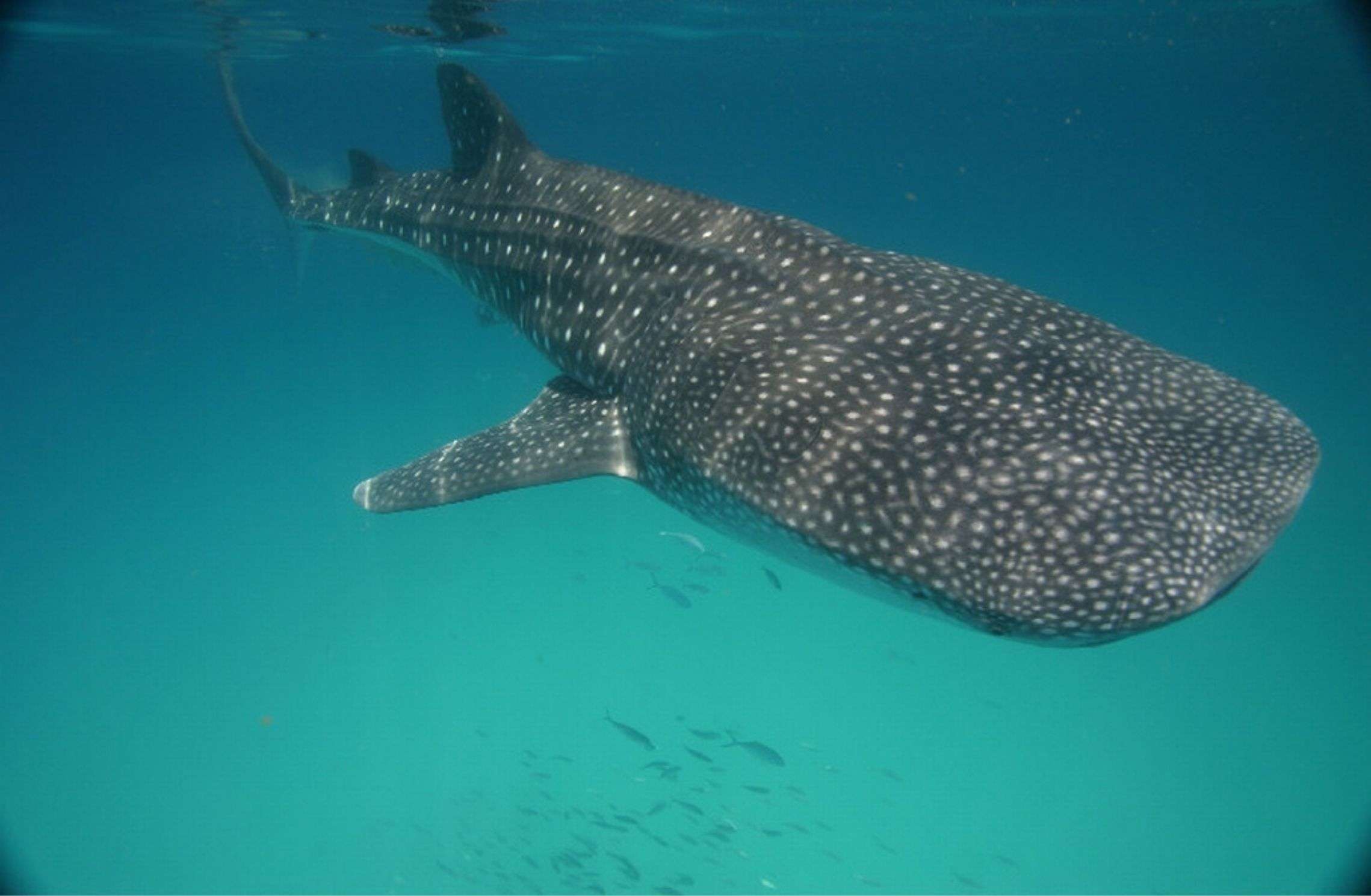 Whale shark with its white spots in open water