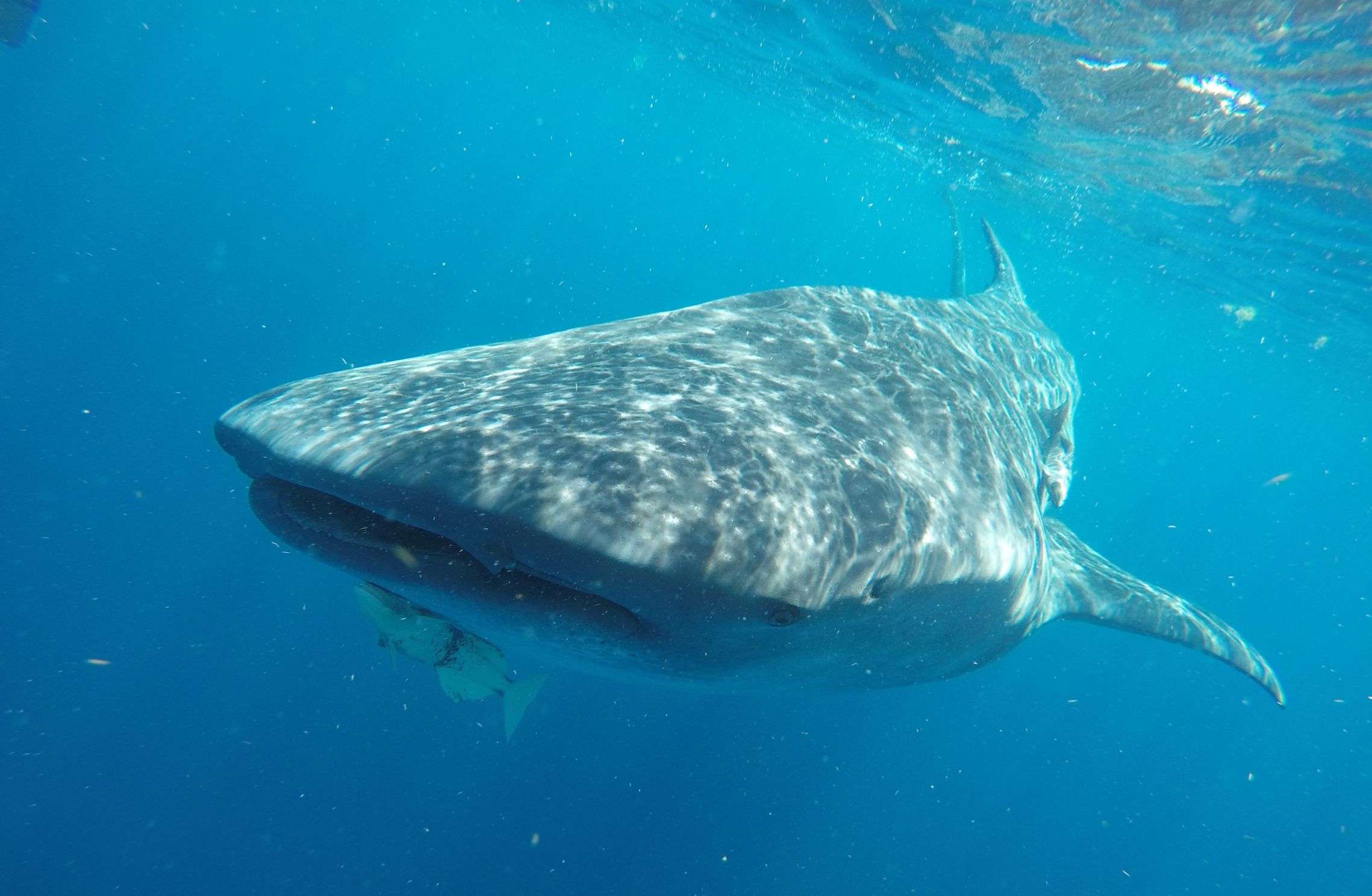 Whale shark swimming near the surface