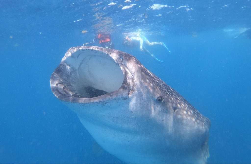 Whale shark opening its mouth wide to feed
