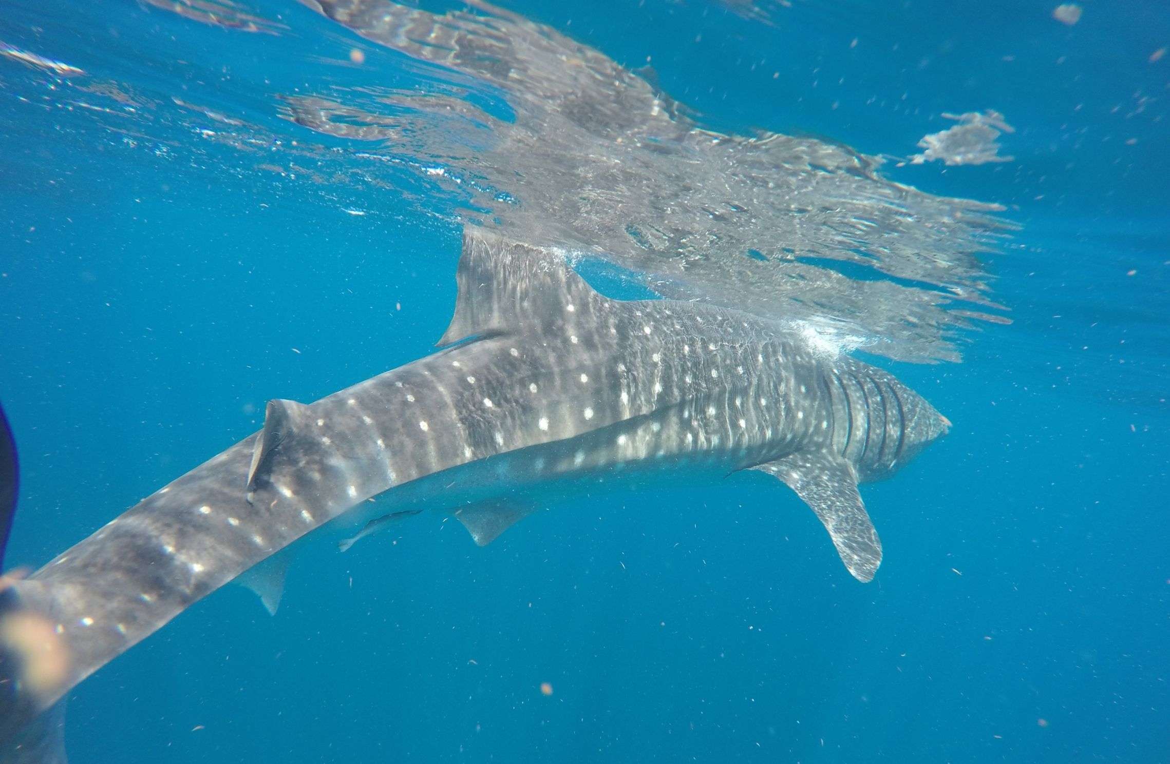 Whale shark just below the water's surface