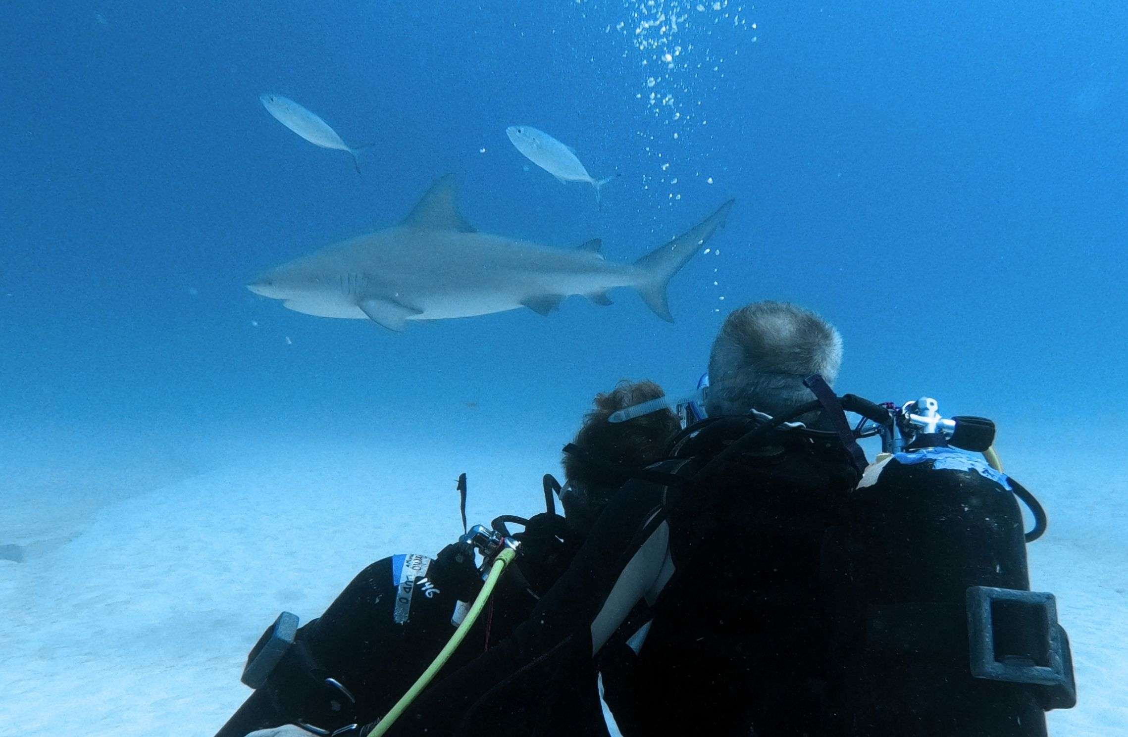 Diver with a camera facing a bull shark